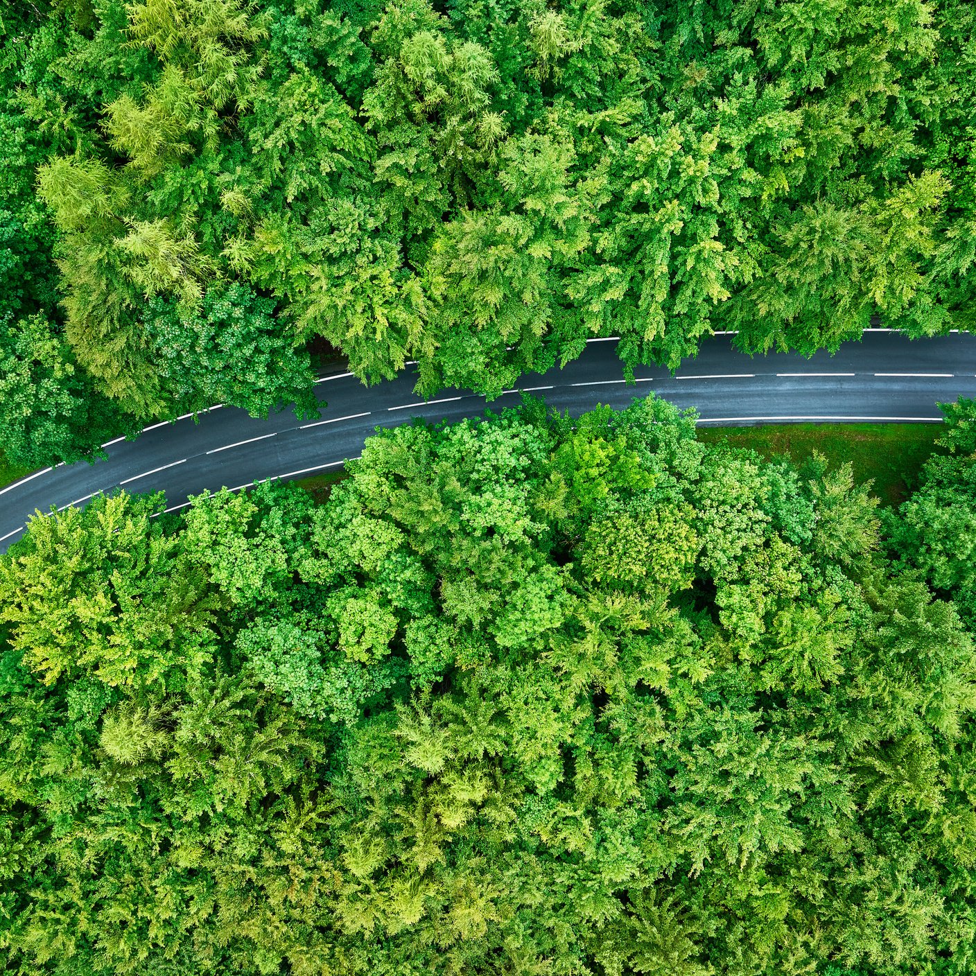 forest road in a country side