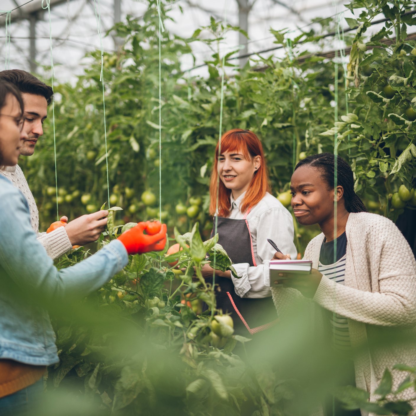 Group of young gardeners picking tomatoes in greenhouse.