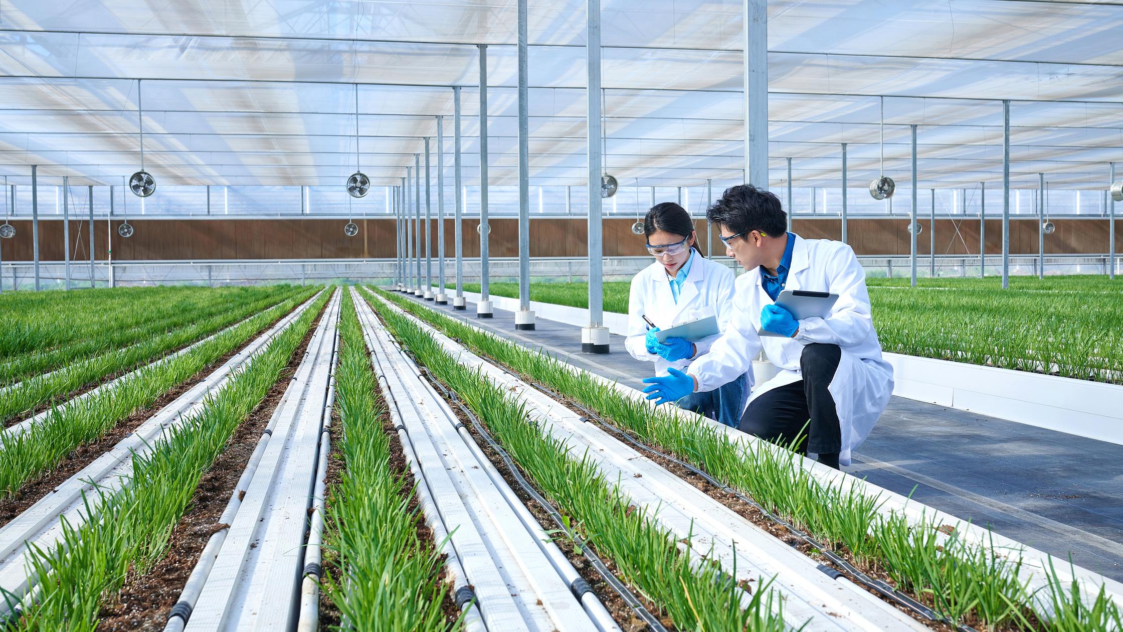 workers at the greenery