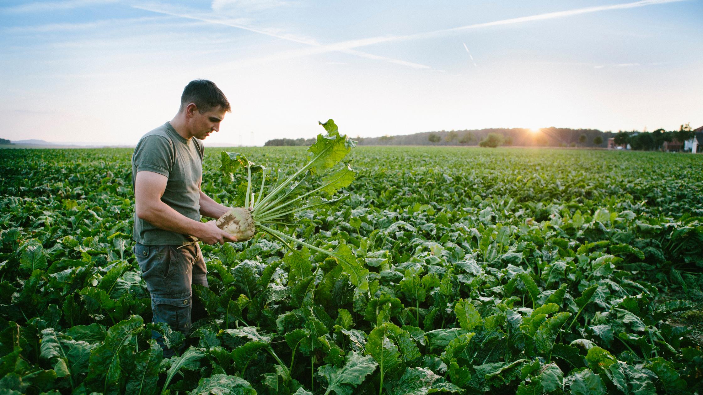 farmer, sugar beet, field, rural, harvesting, europe, Renewable resource