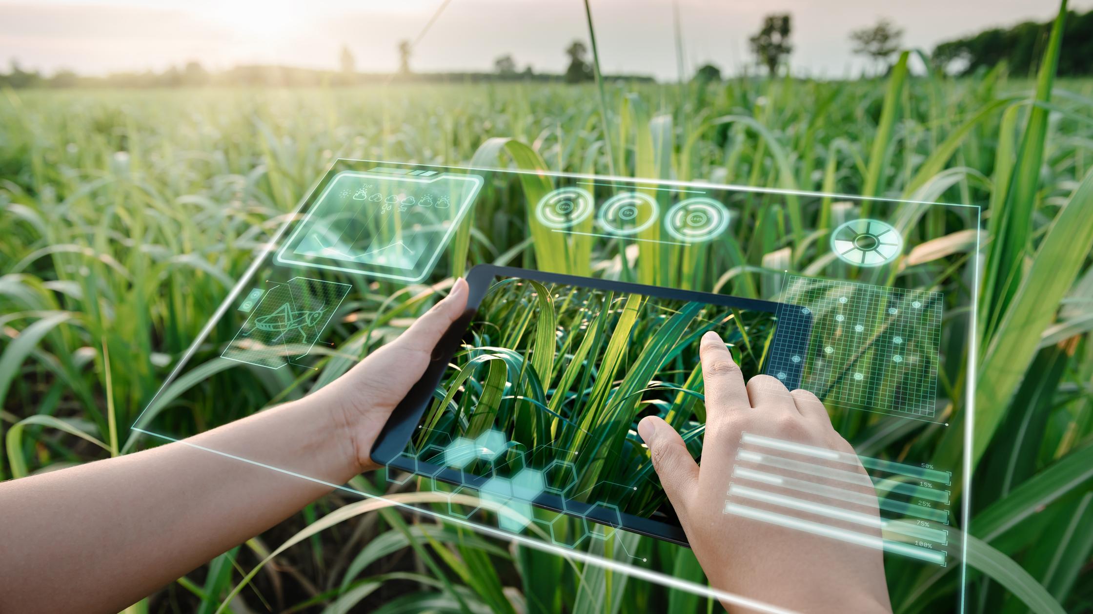 Farm Worker Using Digital Tablet With Virtual Reality Artificial Intelligence (AI) for Analyzing Plant Disease